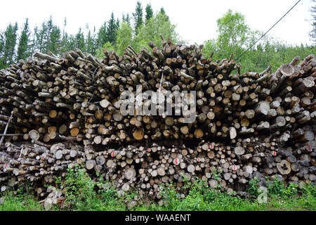 Tas de journaux dans la forêt en Norvège Banque D'Images