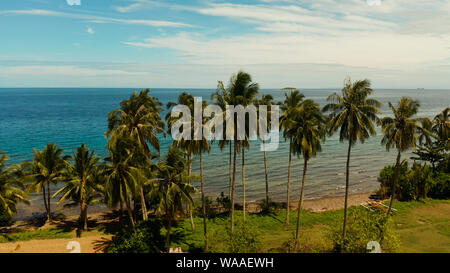 Champ de riz avec de l'herbe verte jaunâtre, sur le fond bleu mer, ciel, nuages. Paysage avec champ de riz et de palmiers au bord de la mer. Banque D'Images