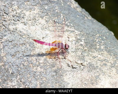 Crimson Dropwing libellule, Kuala Lumpur, Malaisie Banque D'Images