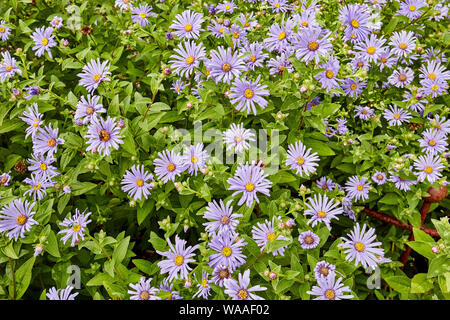 Belle, dynamique, rose Ostéospermum (African daisy) fleurs sur une journée d'été. Banque D'Images