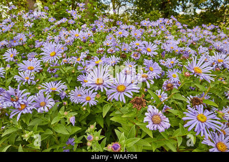 Belle, dynamique, rose Ostéospermum (African daisy) fleurs sur une journée d'été. Banque D'Images