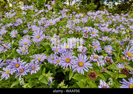 Belle, dynamique, rose Ostéospermum (African daisy) fleurs sur une journée d'été. Banque D'Images