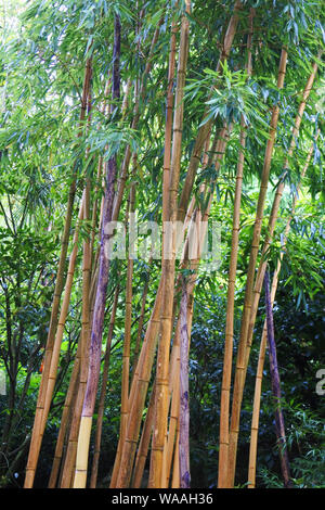 Close-up de tiges de bambou pousse dans un jardin anglais - John Gollop Banque D'Images