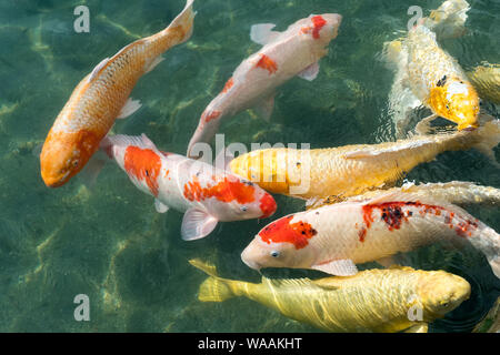 Poisson carpe japonais dans un étang au Japon Banque D'Images