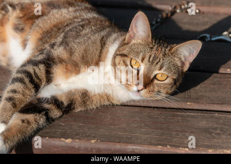 Une vue en gros plan d'un brindle cat allongé sur une table en bois à profiter un peu du soleil Banque D'Images