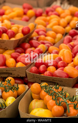 Fresh orange et rouge variétés de tomates cueillies à la main sur l'affichage à un décrochage à un spectacle. Banque D'Images