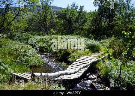 Pont en bois sur le chemin de saint Olav trail dans le parc national de Dovre en Norvège Banque D'Images