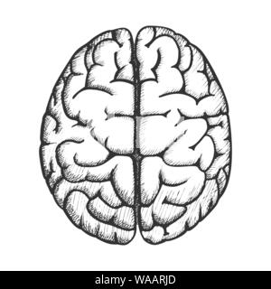 Orgue tête Cerveau humain Top View Vintage Vector Illustration de Vecteur