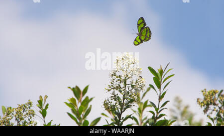 Un peu de vert (page bambou Philaethria dido) en vol comme il pollinise les fleurs blanches. Banque D'Images