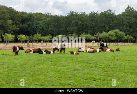 Ferme porte le nom de bétail traditionnel néerlandais Lakenvelder, signifiant la Dutch Belted. Un Dutch Belted n'a pas de taches de couleur et n'est pas non plus que d'autres monochromatique races de bétail Banque D'Images