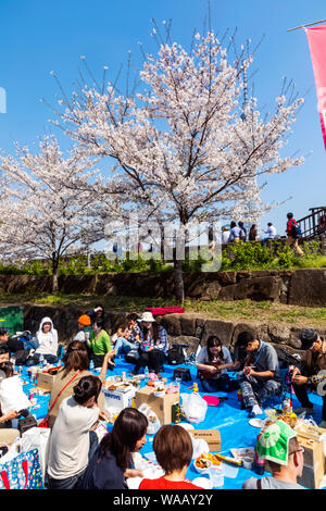 Le Japon, Honshu, Tokyo, Asakusa, les gens faisaient la fête en vertu de fleur de cerisier, 30075329 Banque D'Images