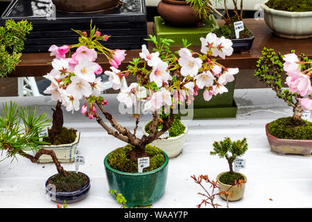 Le Japon, Honshu, Tokyo, Ueno, parc Ueno, vendeurs de Bonsai Affichage des cerisiers, Miniture 30075458 Banque D'Images