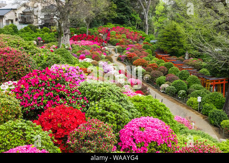 Le Japon, Honshu, Tokyo, Bunkyo-ku, Nezu Shrine, l'Azalea Garden, 30075623 Banque D'Images