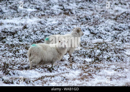 Deux moutons dans un champ recouvert de neige, un jour d'hiver dans les Shetland, Écosse Banque D'Images