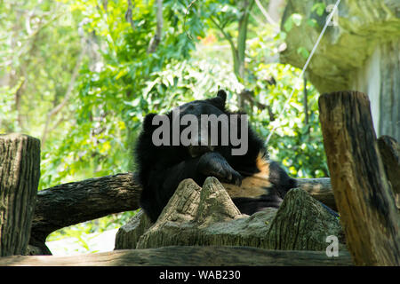 L'ours est en train de dormir dans un arbre. Concept d'animaux du zoo Banque D'Images