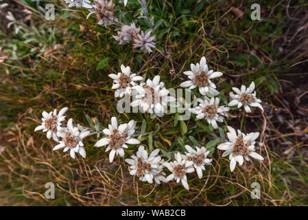 Leontopodium nivale, communément appelé Edelweiss - fleur de montagne protégées célèbre Banque D'Images