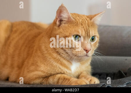 Chat de gingembre à la maison dans la cuisine Banque D'Images