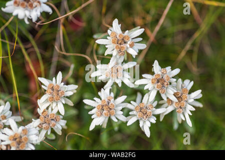 Leontopodium nivale, communément appelé Edelweiss - fleur de montagne protégées célèbre Banque D'Images