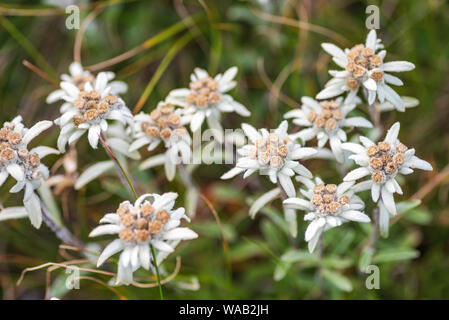 Leontopodium nivale, communément appelé Edelweiss - fleur de montagne protégées célèbre Banque D'Images