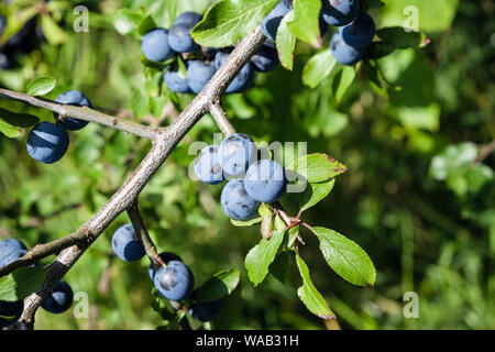 Bush prunellier (Prunus spinosa) avec blue Prunelle le mûrissement des baies sur une branche à la fin de l'été haie. Pays de Galles, Royaume-Uni, Angleterre Banque D'Images