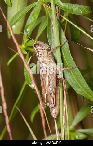 Two-Striped (sauterelle Melanoplus bivittatus) ssp. Melanoplus bivittatus femoratus. Banque D'Images