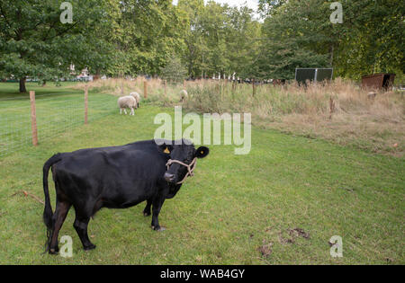 Green Park, London, UK. 19 août, 2019. Les rares moutons et bovins de race Dexter broutent dans l'un des parcs royaux de Londres pour une semaine dans le cadre de la Mission : projet d'invertébrés à améliorer la biodiversité dans les parcs royaux. Credit : Malcolm Park/Alamy Live News. Banque D'Images