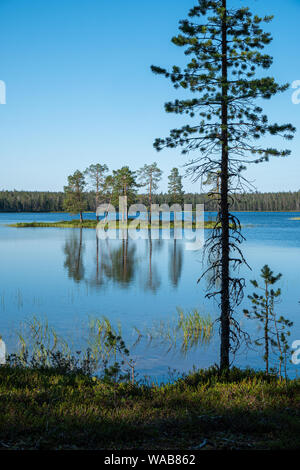 Île avec des arbres dans Luonaja sur un beau lac avec summerday silhouette d'arbre en premier plan, le Parc National de Finlande Hossa Banque D'Images