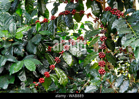 Caféier (Coffea arabica) avec de petits fruits Banque D'Images