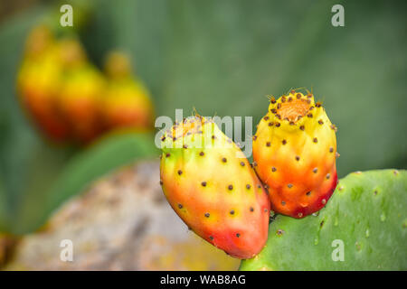 Cactus, Sicile, Italie Banque D'Images