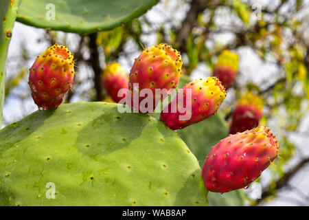 Cactus, Sicile, Italie Banque D'Images