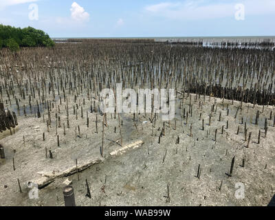 Une protection contre l'érosion des sols - Les rangées de bâtons de bambou sur mer vague pour briser des barrières, de Samut Sakhon, Thaïlande. Banque D'Images