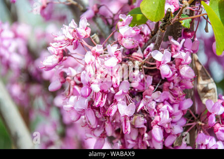 Cercis canadensis (Eastern redbud) qui fleurit au printemps, la nature de la texture, de belles petites fleurs roses Banque D'Images