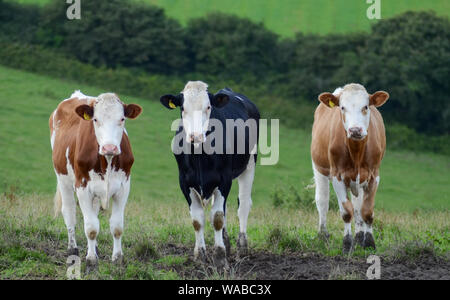 Les vaches dans le champ noir et marron Banque D'Images