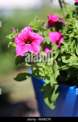 Pétunia rose fleurs et leurs feuilles photographiés dans un pot de fleurs en plein air au cours d'une journée ensoleillée à Helsinki. Derrière ces belles couleurs ! Banque D'Images