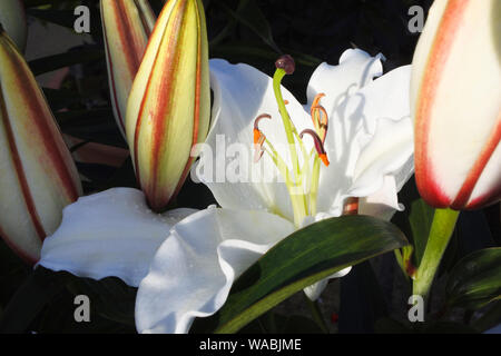 Close-up of a white lily floraison - John Gollop Banque D'Images