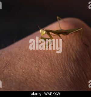 Mante religieuse européenne, la mante religieuse Mantis religiosa sur â€" ou Main sur fond noir Banque D'Images