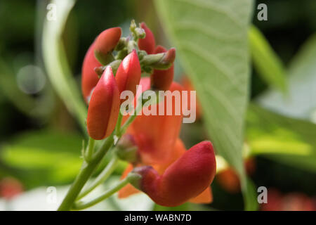 Close up de fleur rouge sur le point de sortir Banque D'Images