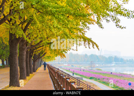 L'automne à Asan Gingko Tree Road à Séoul, Corée du Sud. Banque D'Images