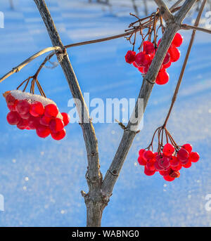 Viburnum fruits rouges avec de la neige - décoration lumineuse de la forêt d'hiver et de l'alimentation animale pour les oiseaux hivernants. Frosty journée ensoleillée, les ombres bleues sur la neige Banque D'Images