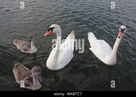 Tôt le matin sur la rivière Lynher ou St allemands à Antony Passage, Cornwall, UK : une famille de cygnes visiter pour l'alimentation Banque D'Images