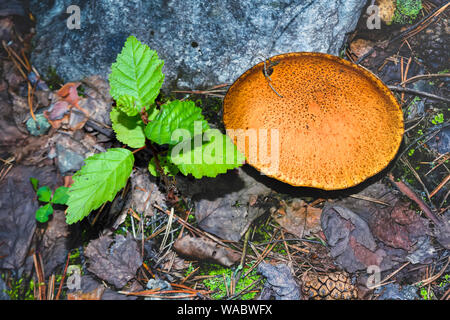 Xerocomus badius. Boletus badius champignon dans la forêt. Banque D'Images