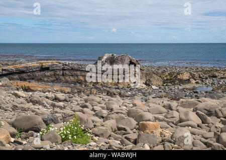 La côte de Northumberland Rocheuses près de Château de Dunstanburgh, Alnwick, Northumberland, Angleterre Banque D'Images