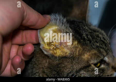 Chat Adulte Avec Faiure De Foie La Jaunisse Et La Deshydratation De La Peau Photo Stock Alamy