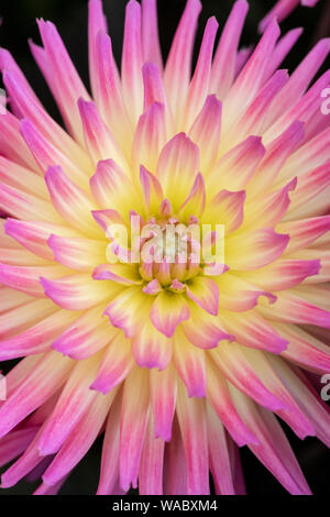 Dahlia 'Karma' sangria des fleurs. Dahlias Cactus semi sur l'affichage à un flower show. UK Banque D'Images