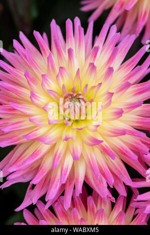 Dahlia 'Karma' sangria des fleurs. Dahlias Cactus semi sur l'affichage à un flower show. UK Banque D'Images