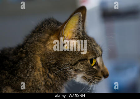 Chat Adulte Avec Faiure De Foie La Jaunisse Et La Deshydratation De La Peau Photo Stock Alamy