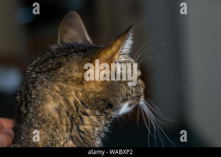 Chat Adulte Avec Faiure De Foie La Jaunisse Et La Deshydratation De La Peau Photo Stock Alamy