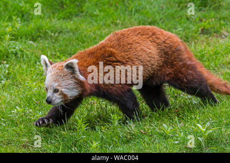 Le panda rouge / petit panda (Ailurus fulgens) Balade dans les prairies, originaire de l'Himalaya oriental et le sud-ouest de la Chine Banque D'Images