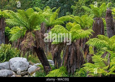 Les fougères arborescentes (Dicksonia fougères homme / antarctique) evergreen tree fern originaire de l'Est de l'Australie Banque D'Images