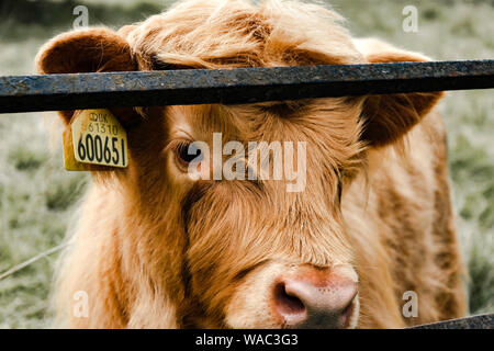 Highland Cow Calf regardant par Fence à Pollok Country Park , Glasgow, Écosse Banque D'Images